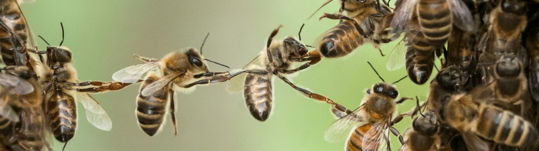 Zealise Working Together